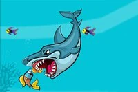 ¡Este tiburón muere de hambre!