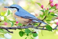 Encuentra todos los lugares ocultos en las fotos de aves