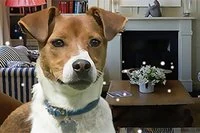 Encuentra todos los perros escondidos en la casa